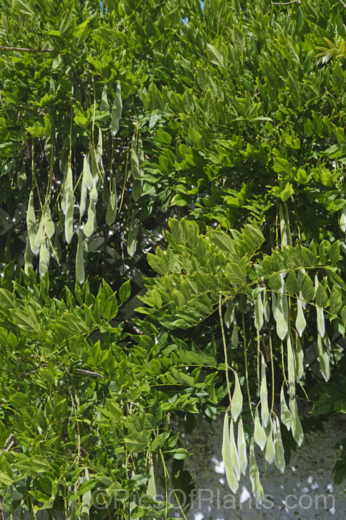 The near-mature seedpods of Chinese Wisteria (<i>Wisteria sinensis</i>), a spring-flowering, twining vine native to China