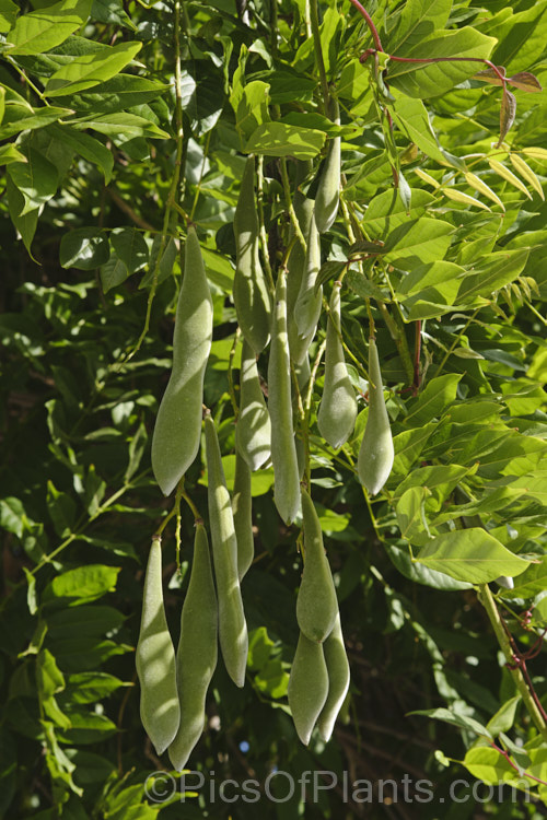 The near-mature seedpods of Chinese Wisteria (<i>Wisteria sinensis</i>), a spring-flowering, twining vine native to China