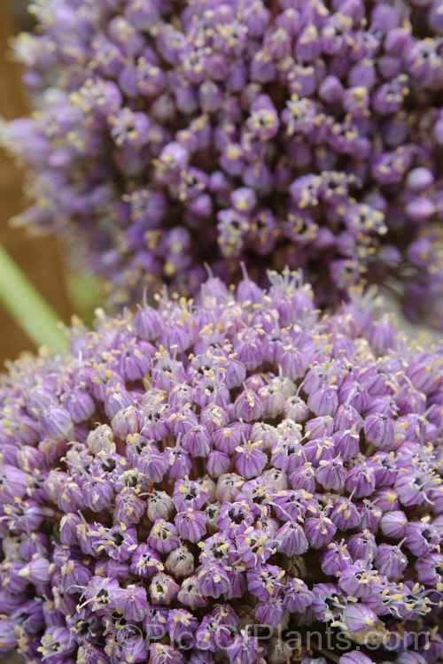 The flowers of Elephant Garlic (<i>Allium ampeloprasum var. ampeloprasum</i>),a natural variety of the Wild Leek of Eurasia, in which the bulb is enlarged and splits into cloves like garlic. The flavour is garlic-like but milder. The plant is also grown for its large, showy flowerheads