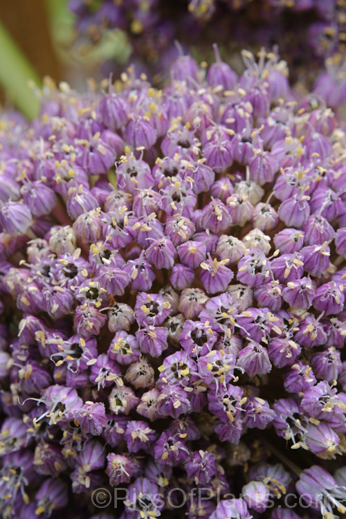 The flowers of Elephant Garlic (<i>Allium ampeloprasum var. ampeloprasum</i>),a natural variety of the Wild Leek of Eurasia, in which the bulb is enlarged and splits into cloves like garlic. The flavour is garlic-like but milder. The plant is also grown for its large, showy flowerheads