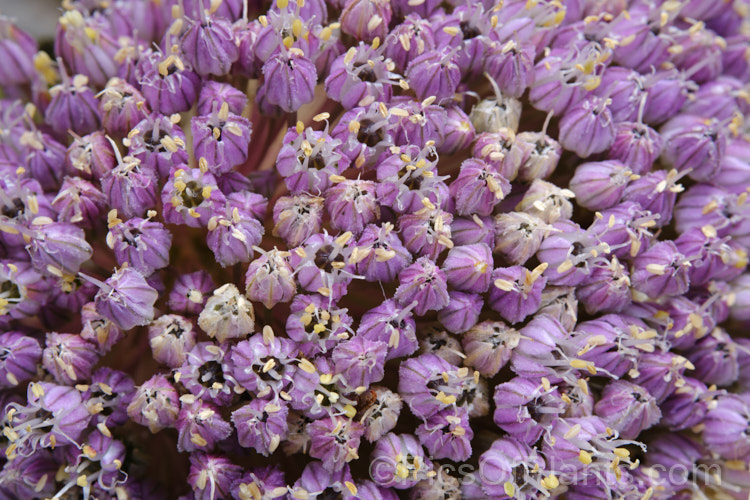 The flowers of Elephant Garlic (<i>Allium ampeloprasum var. ampeloprasum</i>),a natural variety of the Wild Leek of Eurasia, in which the bulb is enlarged and splits into cloves like garlic. The flavour is garlic-like but milder. The plant is also grown for its large, showy flowerheads