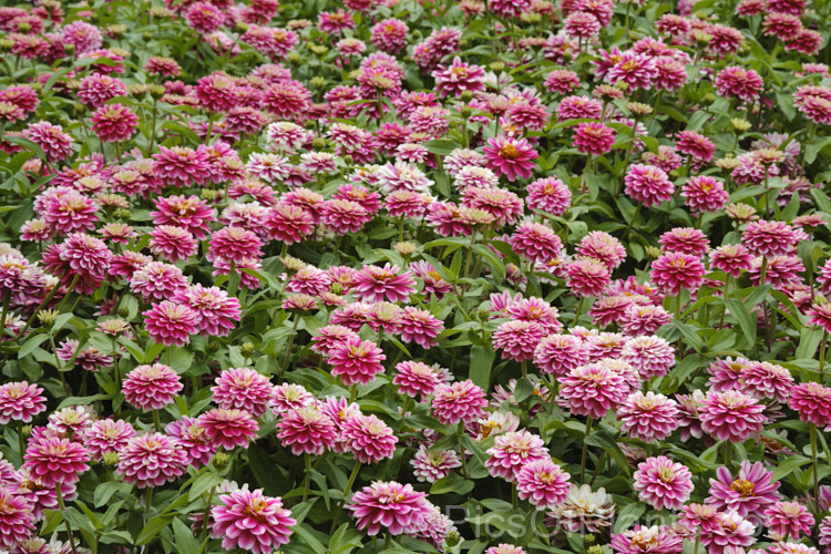 Zinnia. Profusion 'Cherry Bicolor' (<i>Zinnia elegans 'Profusion' series</i>), these large-flowered, single to semi-double, dwarf plants are typical of modern bedding zinnias, with a stocky habit, good rain-resistance and vibrant flower colours. Order: Asterales, Family: Asteraceae