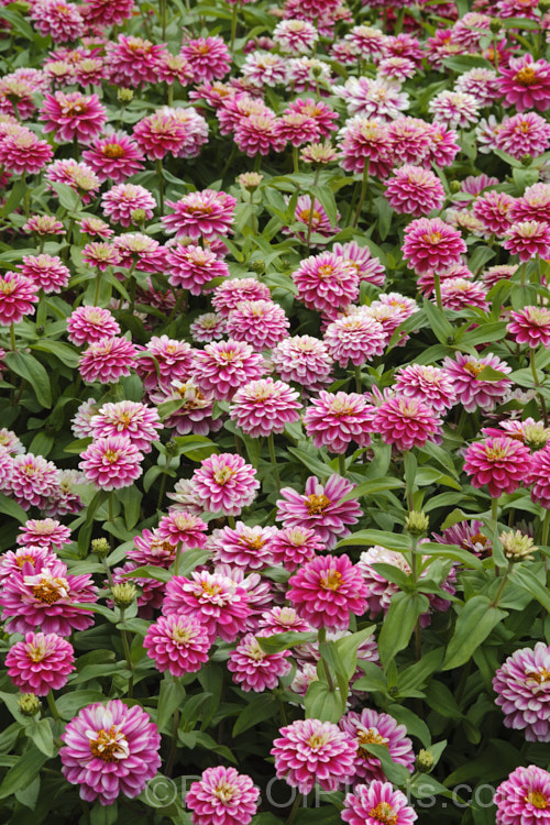 Zinnia. Profusion 'Cherry Bicolor' (<i>Zinnia elegans 'Profusion' series</i>), these large-flowered, single to semi-double, dwarf plants are typical of modern bedding zinnias, with a stocky habit, good rain-resistance and vibrant flower colours. Order: Asterales, Family: Asteraceae