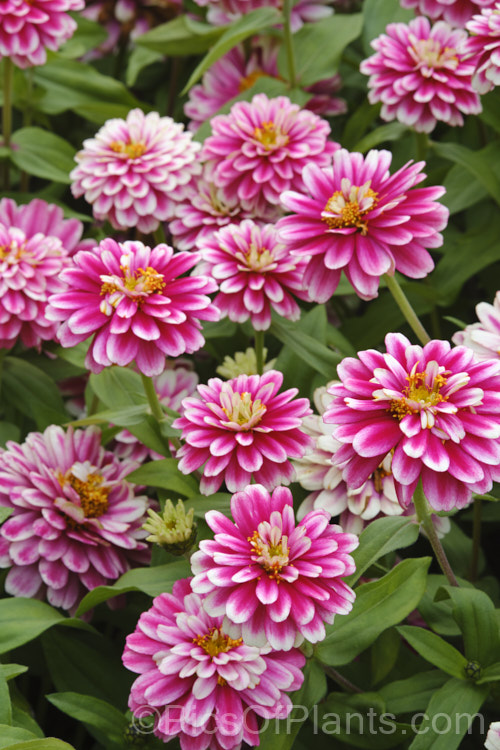 Zinnia. Profusion 'Cherry Bicolor' (<i>Zinnia elegans 'Profusion' series</i>), these large-flowered, single to semi-double, dwarf plants are typical of modern bedding zinnias, with a stocky habit, good rain-resistance and vibrant flower colours. Order: Asterales, Family: Asteraceae