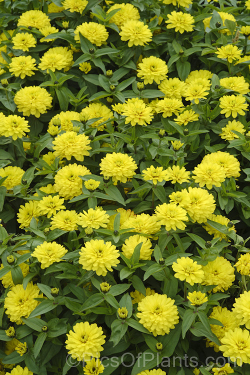 Zinnia 'Profusion' Double Yellow (<i>Zinnia elegans Profusion series</i>), these double, large-flowered, dwarf plants are typical of modern bedding zinnias, with a stocky habit, good rain-resistance and vibrant flower colours. Order: Asterales, Family: Asteraceae