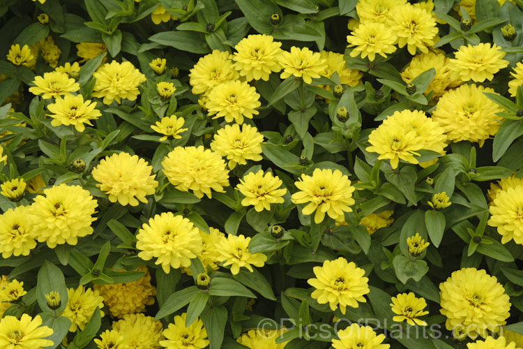 Zinnia Profusion 'Double Yellow' (<i>Zinnia elegans Profusion series</i>), these double, large-flowered, dwarf plants are typical of modern bedding zinnias, with a stocky habit, good rain-resistance and vibrant flower colours. Order: Asterales, Family: Asteraceae