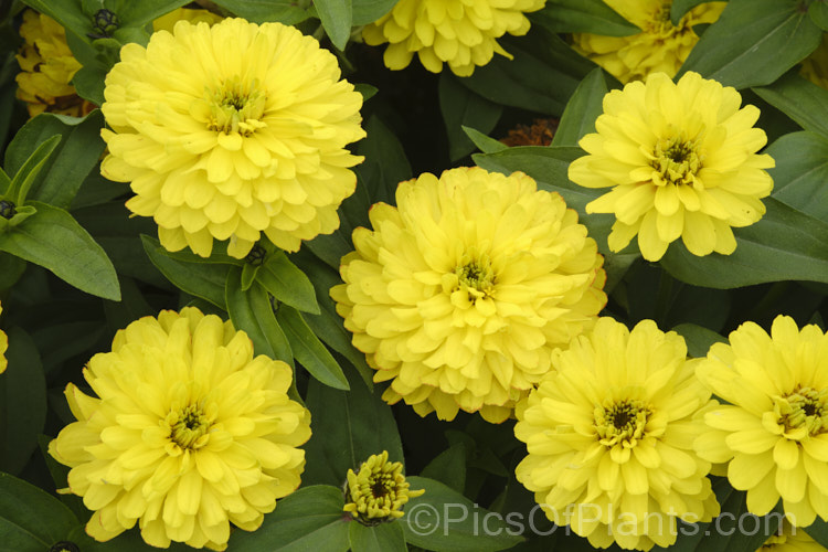 Zinnia Profusion 'Double. Yellow' (<i>Zinnia elegans Profusion series</i>), these double, large-flowered, dwarf plants are typical of modern bedding zinnias, with a stocky habit, good rain-resistance and vibrant flower colours. Order: Asterales, Family: Asteraceae