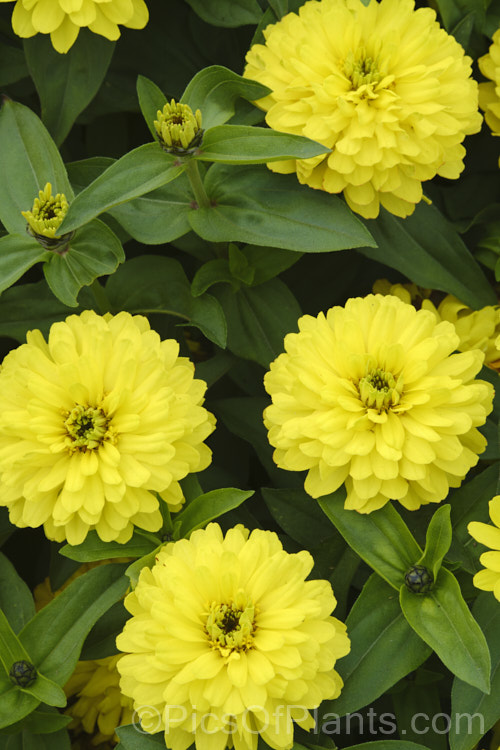 Zinnia 'Profusion' Double Yellow (<i>Zinnia elegans Profusion series</i>), these double, large-flowered, dwarf plants are typical of modern bedding zinnias, with a stocky habit, good rain-resistance and vibrant flower colours. Order: Asterales, Family: Asteraceae