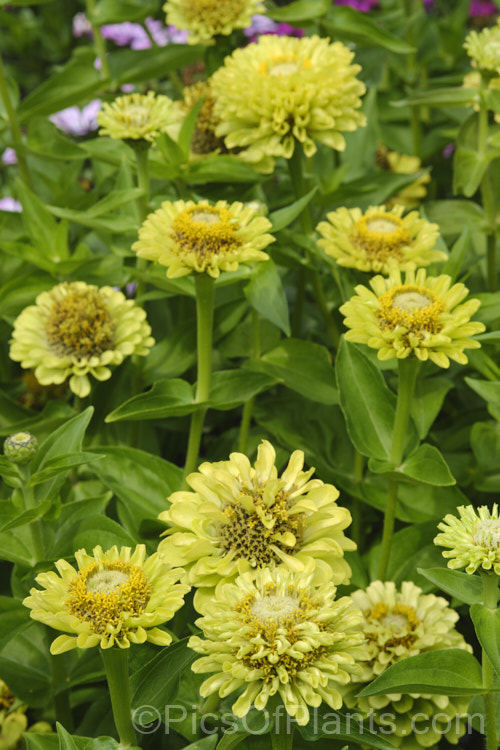 Lime Envy Zinnia (<i>Zinnia elegans 'Envy' series</i>), these unusually coloured, tall, semi-double flowers really stand out in a border. They can grow to over 1m tall Order: Asterales, Family: Asteraceae