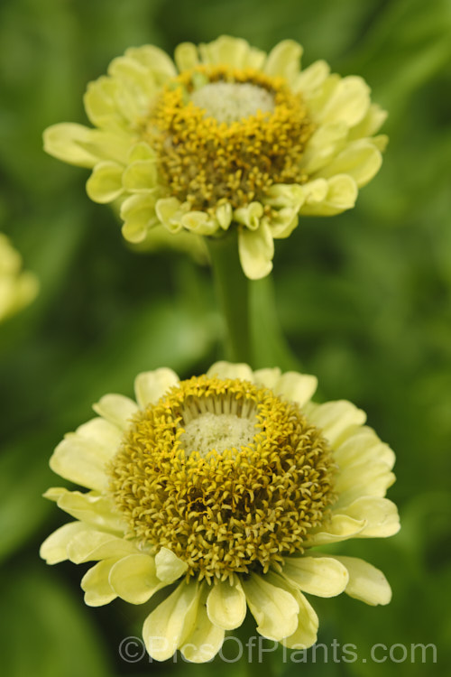 Lime Envy Zinnia (<i>Zinnia elegans 'Envy' series</i>), these unusually coloured, tall, semi-double flowers really stand out in a border. They can grow to over 1m tall Order: Asterales, Family: Asteraceae