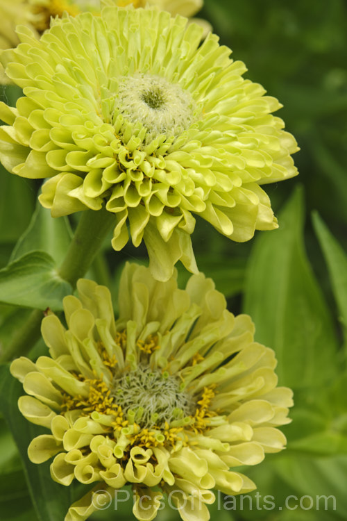 Lime Envy Zinnia (<i>Zinnia elegans 'Envy' series</i>), these unusually coloured, tall, semi-double flowers really stand out in a border. They can grow to over 1m tall Order: Asterales, Family: Asteraceae