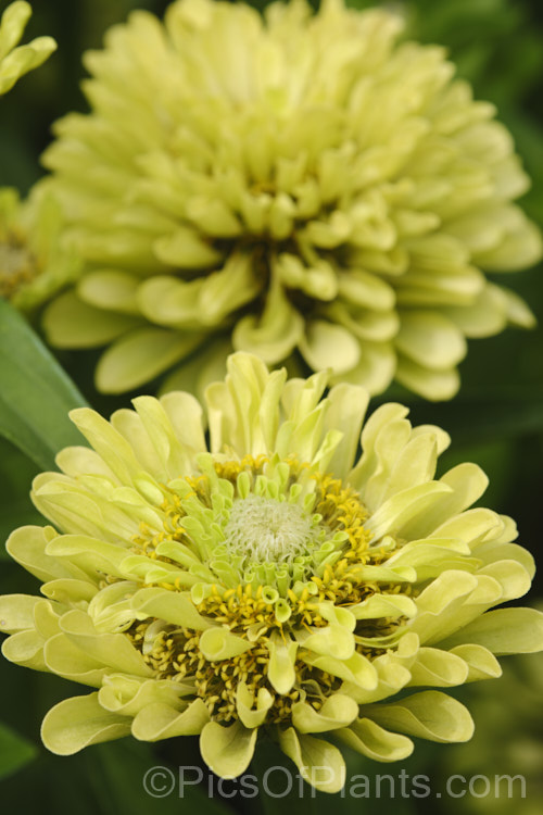 Lime Envy Zinnia (<i>Zinnia elegans 'Envy' series</i>), these unusually coloured, tall, semi-double flowers really stand out in a border. They can grow to over 1m tall Order: Asterales, Family: Asteraceae