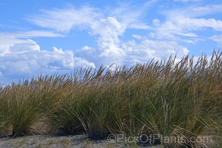 European Marram Grass or European Beach Grass (<i>Ammophila arenaria</i>), a coastal grass that builds and retains sand dunes due to the way it traps sand around the base of the foliage. Its native range is the coastal. North Atlantic but is has been widely introduced in many areas for dune stabilisation. However, its invasive tendencies have given it a bad reputation for displacing native grasses