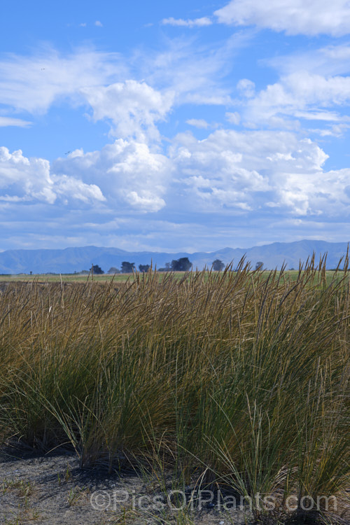 European Marram Grass or European Beach Grass (<i>Ammophila arenaria</i>), a coastal grass that builds and retains sand dunes due to the way it traps sand around the base of the foliage. Its native range is the coastal. North Atlantic but is has been widely introduced in many areas for dune stabilisation. However, its invasive tendencies have given it a bad reputation for displacing native grasses