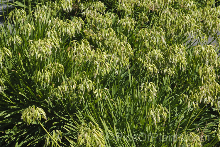 Agapanthus 'Peter Pan' with maturing seedheads. This heavy flowering dwarf hybrid, possibly a cultivar of <i>Agapanthus orientalis</i>, has 50-60cm flower stems atop a 30cm high foliage clump. Order: Asparagales, Family: Amaryllidaceae