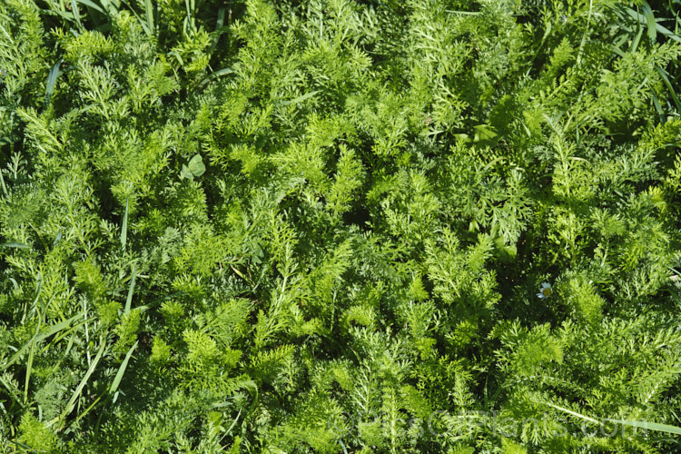 A carpet of the foliage of young. Common Yarrow (<i>Achillea millefolium</i>) plants. This vigorous, summer-flowering, Eurasian perennial has naturalised in many parts of the world. Although often considered a weed in its wild form, it has given rise to many garden cultivars and hybrids. Yarrow also has many traditional herbal uses