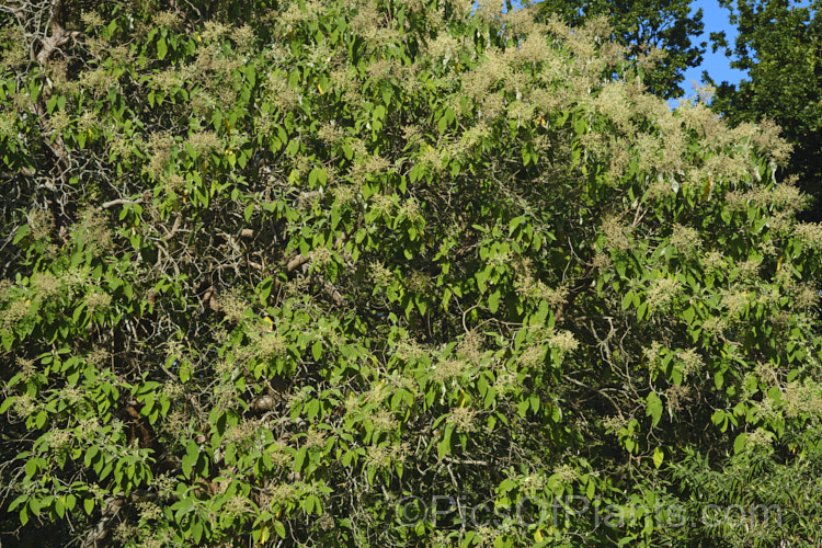 Buddleja cordata, an evergreen to semi-deciduous shrub or tree up to 20m tall It is native to the cloud forests of southern Mexico and is reasonably frost tolerant. The white flowers are not especially showy and the plant is cultivated more for it large, bright green leaves, which are felted on the underside