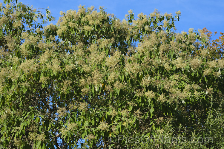 Buddleja cordata, an evergreen to semi-deciduous shrub or tree up to 20m tall It is native to the cloud forests of southern Mexico and is reasonably frost tolerant. The white flowers are not especially showy and the plant is cultivated more for it large, bright green leaves, which are felted on the underside