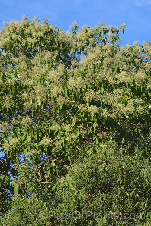 Buddleja cordata, an evergreen to semi-deciduous shrub or tree up to 20m tall It is native to the cloud forests of southern Mexico and is reasonably frost tolerant. The white flowers are not especially showy and the plant is cultivated more for it large, bright green leaves, which are felted on the underside