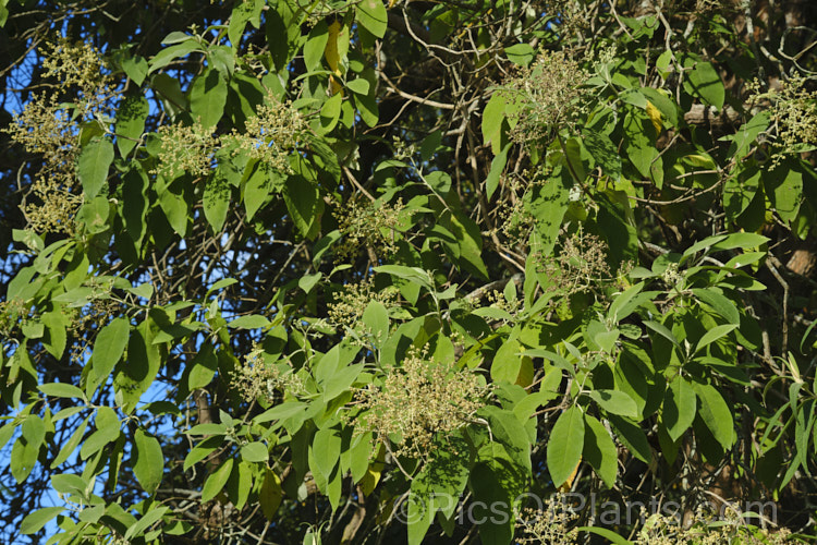 Buddleja cordata, an evergreen to semi-deciduous shrub or tree up to 20m tall It is native to the cloud forests of southern Mexico and is reasonably frost tolerant. The white flowers are not especially showy and the plant is cultivated more for it large, bright green leaves, which are felted on the underside