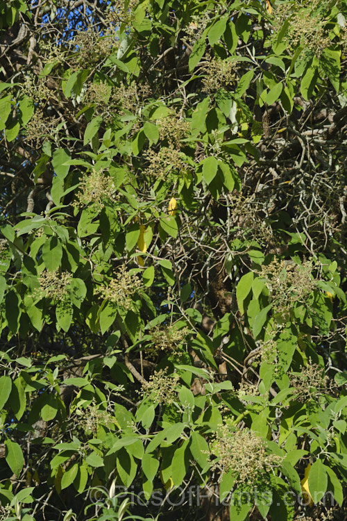 Buddleja cordata, an evergreen to semi-deciduous shrub or tree up to 20m tall It is native to the cloud forests of southern Mexico and is reasonably frost tolerant. The white flowers are not especially showy and the plant is cultivated more for it large, bright green leaves, which are felted on the underside