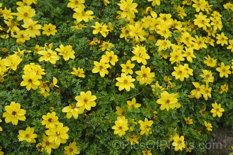 Bidens ferulifolia 'Mexican Gold', a compact, heavy-flowering, long-blooming strain of a low, spreading, perennial daisy native to Mexico