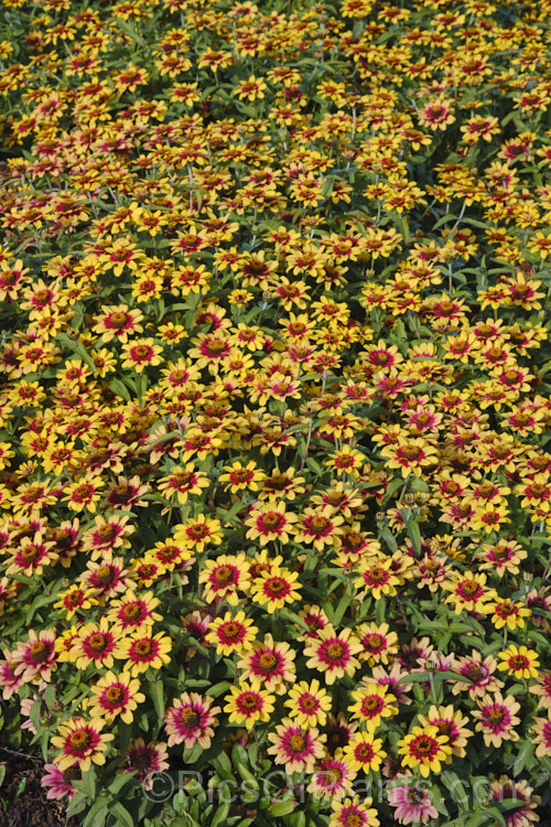 Zinnia 'Profusion' Red Yellow Bicolor (<i>Zinnia elegans 'Profusion' series</i>), these large-flowered, single to semi-double, dwarf plants are typical of modern bedding zinnias, with a stocky habit, good rain-resistance and vibrant flower colours. Order: Asterales, Family: Asteraceae