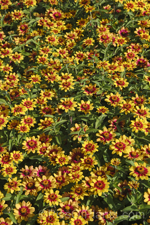 Zinnia 'Profusion' Red Yellow Bicolor (<i>Zinnia elegans 'Profusion' series</i>), these large-flowered, single to semi-double, dwarf plants are typical of modern bedding zinnias, with a stocky habit, good rain-resistance and vibrant flower colours. Order: Asterales, Family: Asteraceae