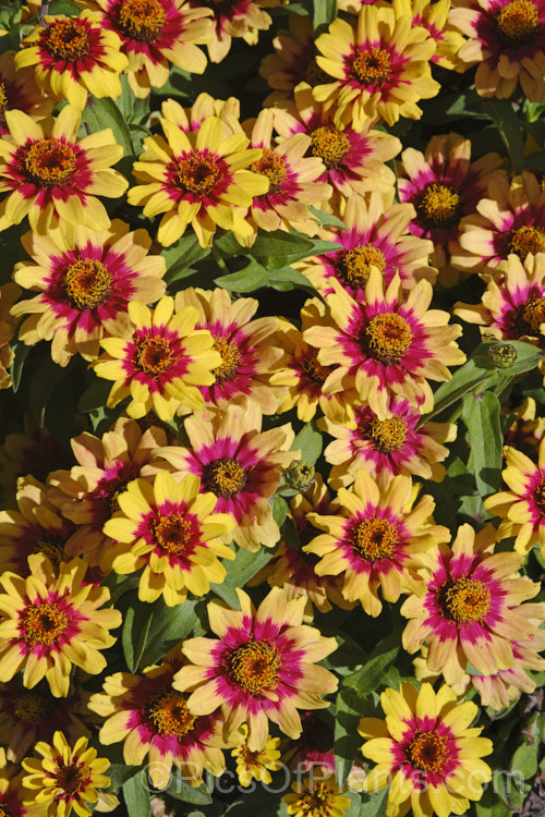 Zinnia 'Profusion Red' Yellow Bicolor (<i>Zinnia elegans 'Profusion' series</i>), these large-flowered, single to semi-double, dwarf plants are typical of modern bedding zinnias, with a stocky habit, good rain-resistance and vibrant flower colours. Order: Asterales, Family: Asteraceae