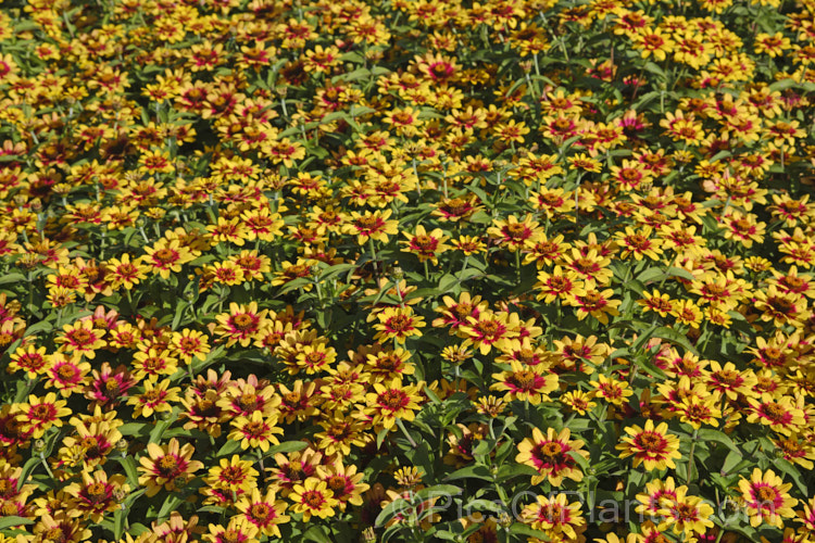 Zinnia 'Profusion Red' Yellow Bicolor (<i>Zinnia elegans 'Profusion' series</i>), these large-flowered, single to semi-double, dwarf plants are typical of modern bedding zinnias, with a stocky habit, good rain-resistance and vibrant flower colours. Order: Asterales, Family: Asteraceae