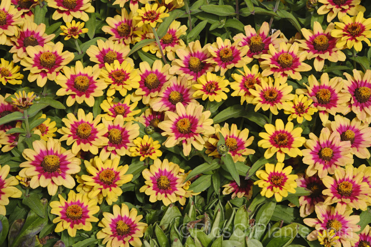 Zinnia 'Profusion' Red Yellow Bicolor (<i>Zinnia elegans 'Profusion' series</i>), these large-flowered, single to semi-double, dwarf plants are typical of modern bedding zinnias, with a stocky habit, good rain-resistance and vibrant flower colours. Order: Asterales, Family: Asteraceae