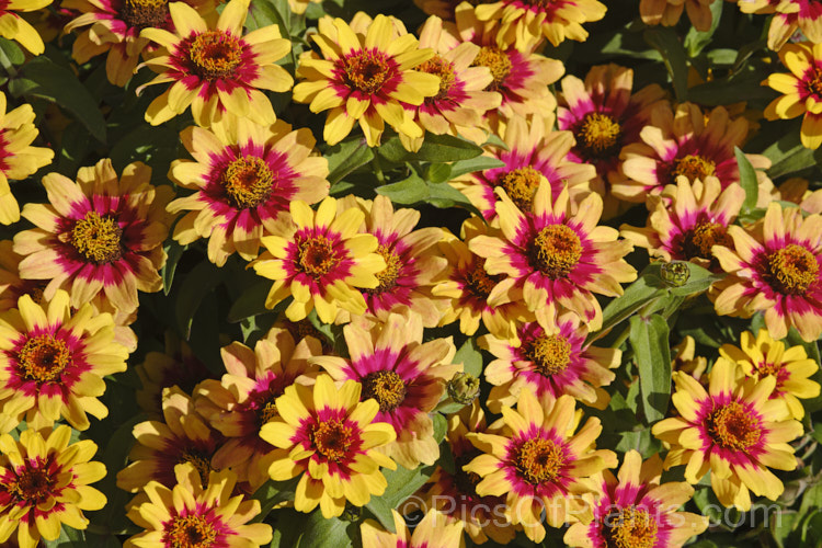 Zinnia 'Profusion' Red Yellow Bicolor (<i>Zinnia elegans 'Profusion' series</i>), these large-flowered, single to semi-double, dwarf plants are typical of modern bedding zinnias, with a stocky habit, good rain-resistance and vibrant flower colours. Order: Asterales, Family: Asteraceae