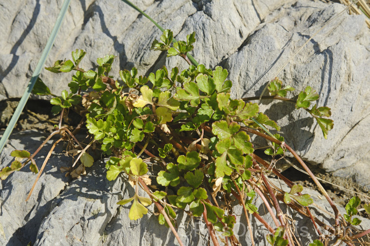 Sea. Parsley or Sea. Celery (<i>Apium prostratum</i>), a low-growing, spreading, evergreen perennial native to coastalAustralia and New Zealand. The leaves are variable in shape, rather succulent and have a celery aroma and flavour. It is edible and can be used for flavouring. The small heads of minute white flowers open in early summer