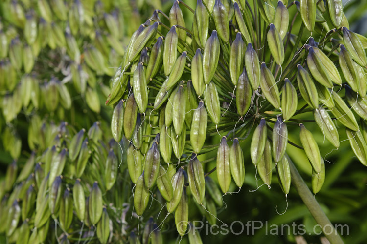 Near-ripe seed capsules of <i>Agapanthus praecox</i> with seed ready to fall. This fleshy-rooted, summer-flowering perennial is native to southern Africa. It has flower stems up to 1.2m tall and soon forms a large foliage clump. The leaves are evergreen and up to 70cm long. Order: Asparagales, Family: Amaryllidaceae