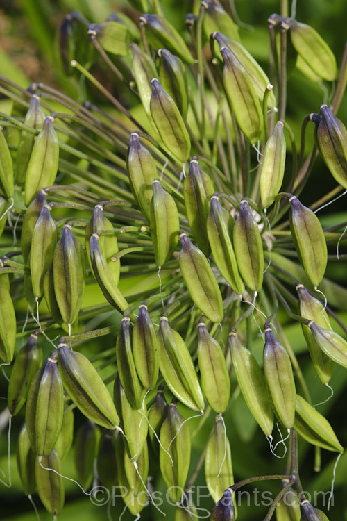 Near-ripe seed capsules of <i>Agapanthus praecox</i> with seed ready to fall. This fleshy-rooted, summer-flowering perennial is native to southern Africa. It has flower stems up to 1.2m tall and soon forms a large foliage clump. The leaves are evergreen and up to 70cm long. Order: Asparagales, Family: Amaryllidaceae