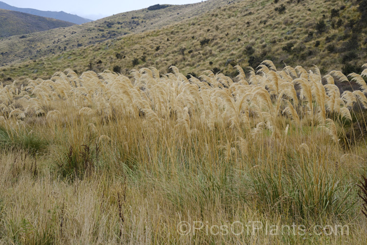 Mountain Toe. Toe (<i>Austroderia fulvida [syn. Cortaderia fulvida]), a 25-35m tall grass native to New Zealand It is superficially similar to the South American pampas grass (<i>Cortaderia selloana</i>) but its flower stems are not as tall, are generally a darker colour, and the plant is not as vigorous