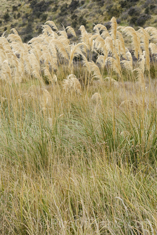 Mountain Toe. Toe (<i>Austroderia fulvida [syn. Cortaderia fulvida]), a 25-35m tall grass native to New Zealand It is superficially similar to the South American pampas grass (<i>Cortaderia selloana</i>) but its flower stems are not as tall, are generally a darker colour, and the plant is not as vigorous