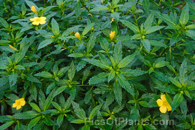 Ramgoat. Dashalong or Yellow Alder (<i>Turnera ulmifolia</i>), an evergreen, 1m tall shrub native to Mexico and the West Indies. Its lush, deep green foliage and bright yellow flowers make it a popular garden plant for warm areas