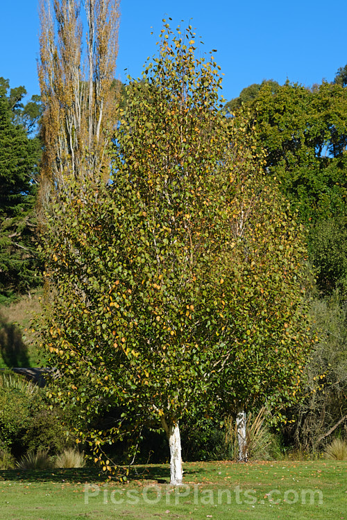 Himalayan Birch (<i>Betula utilis</i>) in autumn. This 20m tall deciduous tree is native to the Himalayan region of northern India and Nepal. The best forms have strikingly pure white bark. The catkins are a feature in spring and can be over 8cm long