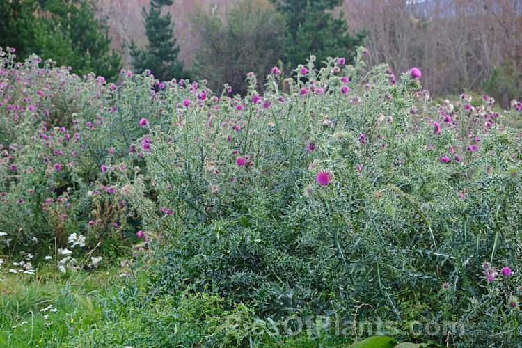 Nodding Thistle or Musk Thistle (<i>Carduus nutans</i>), a biennial thistle native to Eurasia but now a widespread weed in many temperate and subtropical areas of both hemispheres. It can grow to as much as 15m tall, is spiny all-over and the flowerheads are usually nodding, though they can be held horizontal or semi-erect. Order: Asterales, Family: Asteraceae