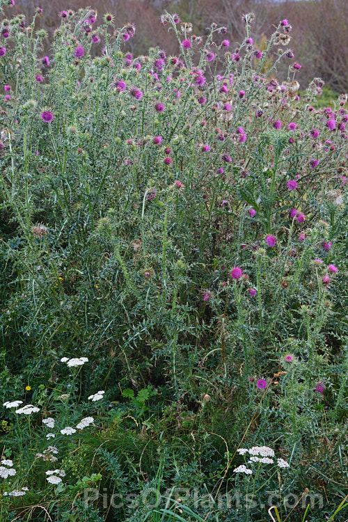 Nodding Thistle or Musk Thistle (<i>Carduus nutans</i>), a biennial thistle native to Eurasia but now a widespread weed in many temperate and subtropical areas of both hemispheres. It can grow to as much as 15m tall, is spiny all-over and the flowerheads are usually nodding, though they can be held horizontal or semi-erect. Order: Asterales, Family: Asteraceae