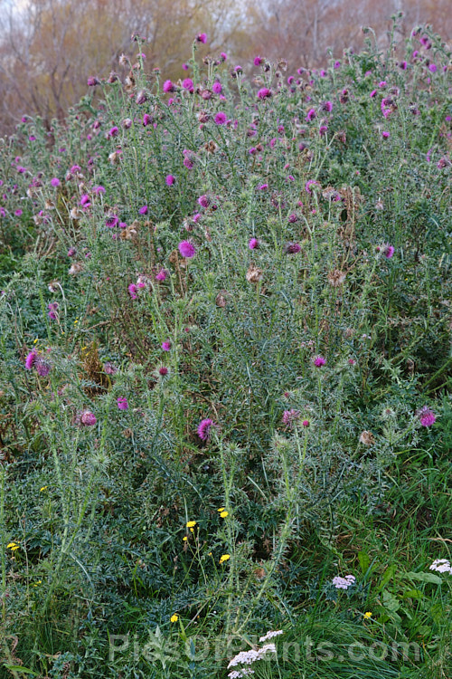 Nodding Thistle or Musk Thistle (<i>Carduus nutans</i>), a biennial thistle native to Eurasia but now a widespread weed in many temperate and subtropical areas of both hemispheres. It can grow to as much as 15m tall, is spiny all-over and the flowerheads are usually nodding, though they can be held horizontal or semi-erect. Order: Asterales, Family: Asteraceae