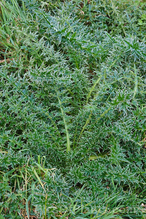 Nodding Thistle or Musk Thistle (<i>Carduus nutans</i>), a biennial thistle native to Eurasia but now a widespread weed in many temperate and subtropical areas of both hemispheres. It can grow to as much as 15m tall, is spiny all-over and the flowerheads are usually nodding, though they can be held horizontal or semi-erect. Order: Asterales, Family: Asteraceae