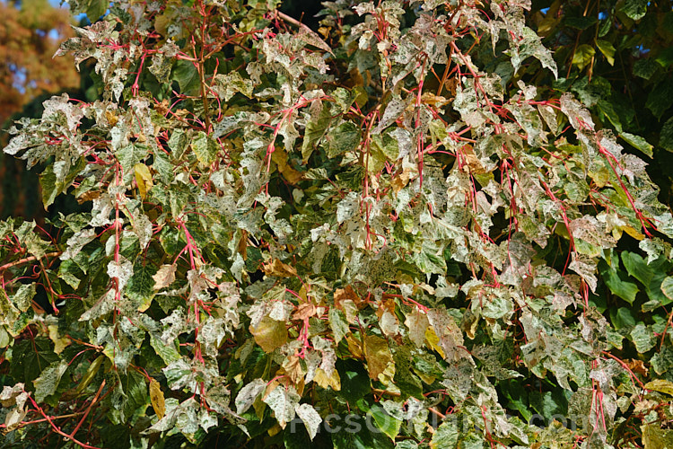 <i>Acer pseudoplatanus</i> 'Leopoldii' in autumn. Raised in 1864 in Belgium, this variegated cultivar of sycamore with cream and yellow foliage that is strongly pink tinted when young. The parent species is a 30-40m tall deciduous tree with a wide natural distribution in the Eurasian region