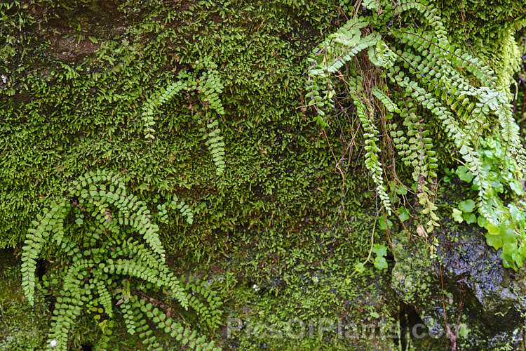 Maidenhair. Spleenwort (<i>Asplenium trichomanes</i>), a small, semi-trailing evergreen fern very widely distributed over much of the world. It tens to grow in damp rocky crevices, often on vertical surfaces. The varying subspecies are often adapted to particular rock types