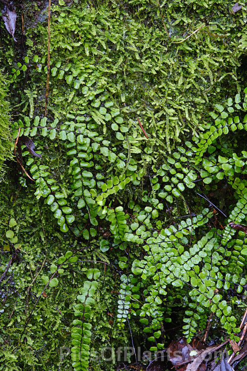 Maidenhair. Spleenwort (<i>Asplenium trichomanes</i>), a small, semi-trailing evergreen fern very widely distributed over much of the world. It tens to grow in damp rocky crevices, often on vertical surfaces. The varying subspecies are often adapted to particular rock types