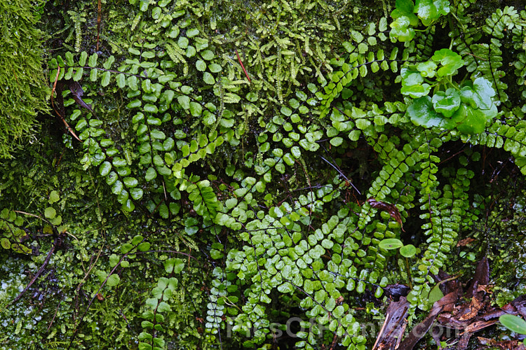 Maidenhair. Spleenwort (<i>Asplenium trichomanes</i>), a small, semi-trailing evergreen fern very widely distributed over much of the world. It tens to grow in damp rocky crevices, often on vertical surfaces. The varying subspecies are often adapted to particular rock types