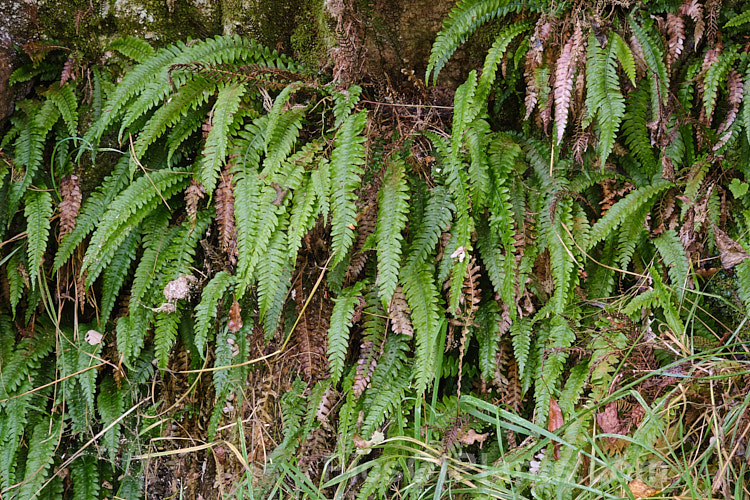 Blechnum membranaceum (syn. Austroblechnum membranaceum</i>), a small fern found through much of New Zealand that is notable for its lush, light green fronds