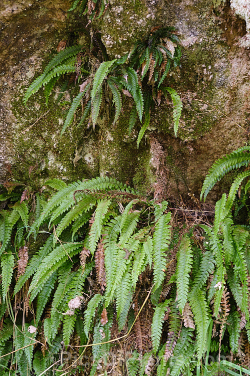 Blechnum membranaceum (syn. Austroblechnum membranaceum</i>), a small fern found through much of New Zealand that is notable for its lush, light green fronds