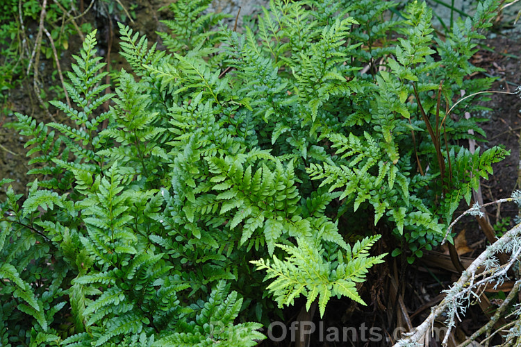 Weeping Spleenwort (<i>Asplenium flaccidum</i> subsp. <i>maritima</i>), a subspecies of a small pendulous fern that is very common throughout New Zealand. The parent species also occurs in Australia and South Africa.